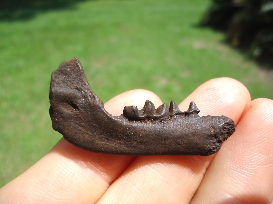 Large image 1 Excellent Striped Skunk Mandible with Three Teeth