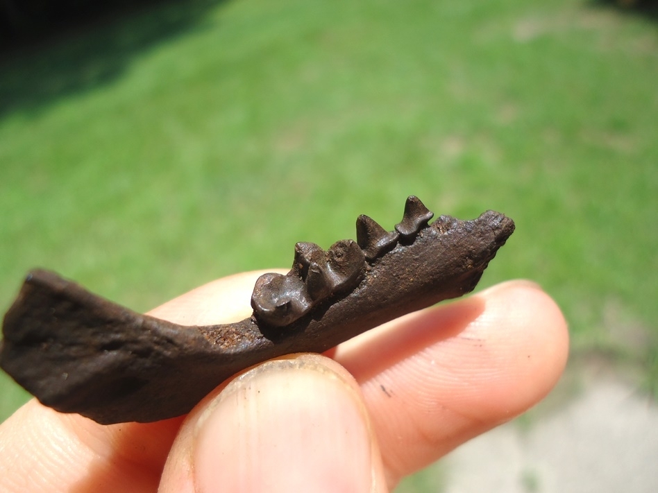 Large image 2 Excellent Striped Skunk Mandible with Three Teeth