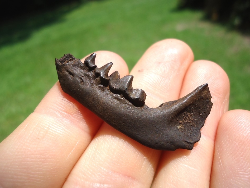 Large image 3 Excellent Striped Skunk Mandible with Three Teeth