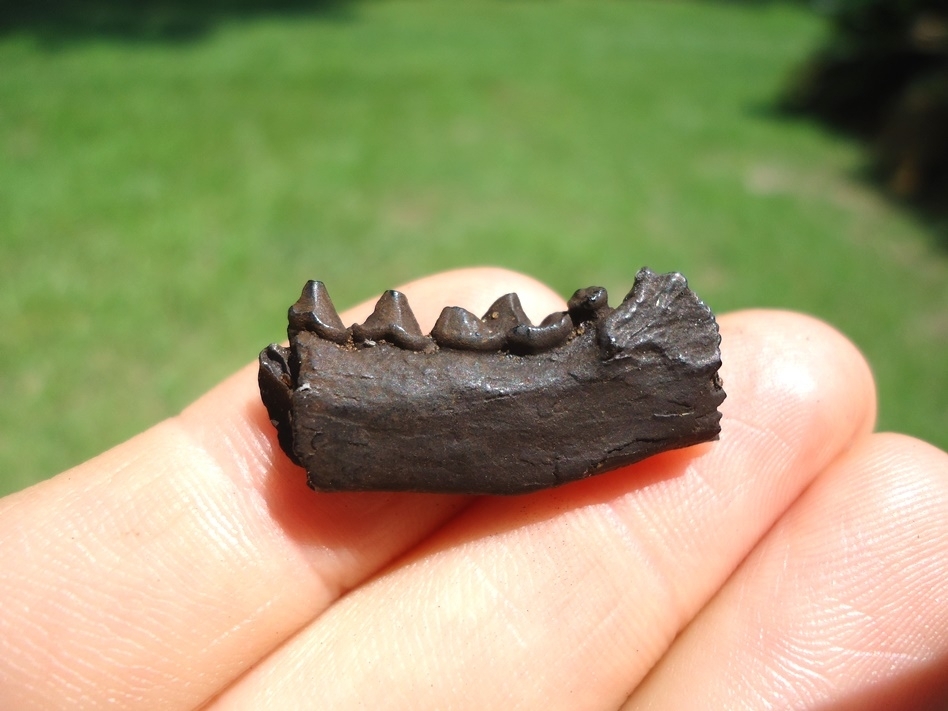 Large image 1 Quality Mink Mandible with Four Teeth