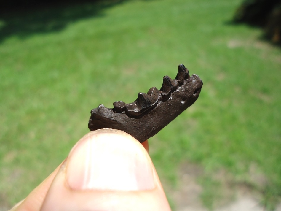 Large image 2 Quality Mink Mandible with Four Teeth