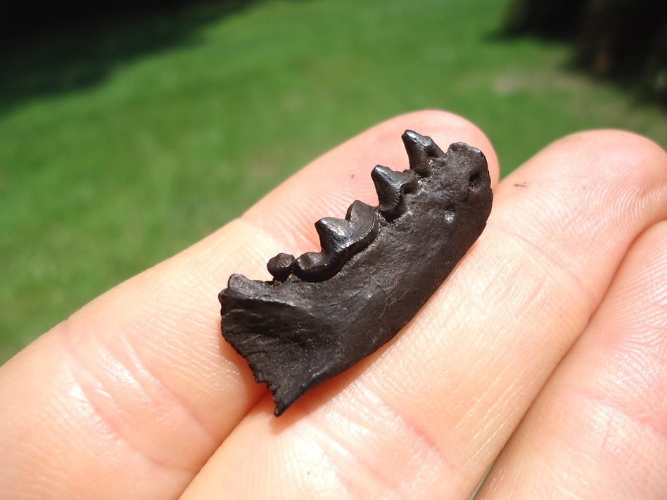 Large image 3 Quality Mink Mandible with Four Teeth