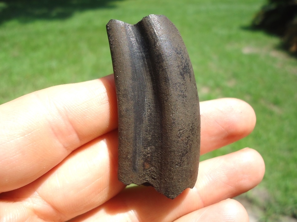 Large image 1 Quality Paramylodon Sloth Tooth