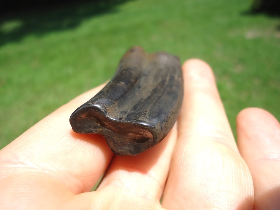 Large image 3 Quality Paramylodon Sloth Tooth