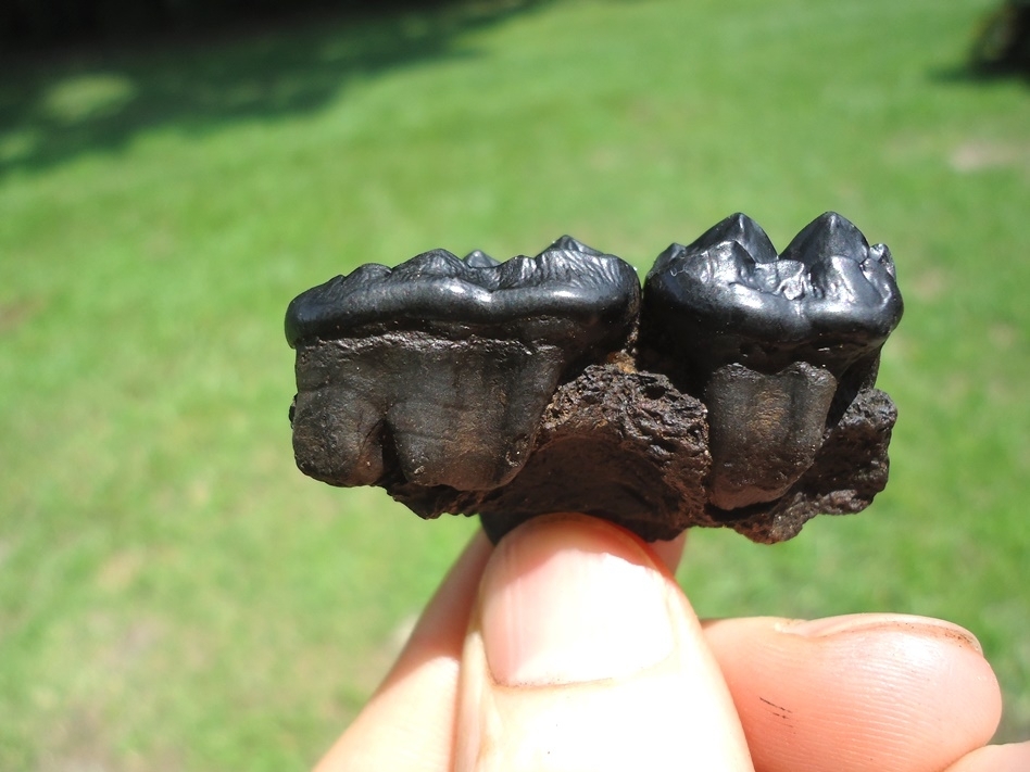 Large image 1 Black Bear Maxilla with Two Glossy Black Teeth