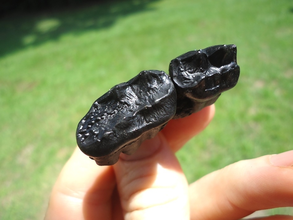 Large image 2 Black Bear Maxilla with Two Glossy Black Teeth