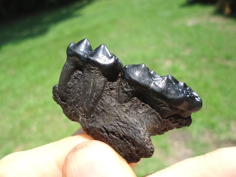 Large image 5 Black Bear Maxilla with Two Glossy Black Teeth