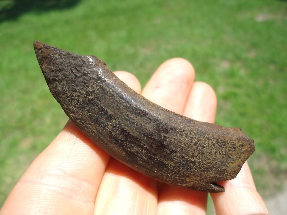 Large image 1 Excellent Paramylodon Sloth Canine Tooth