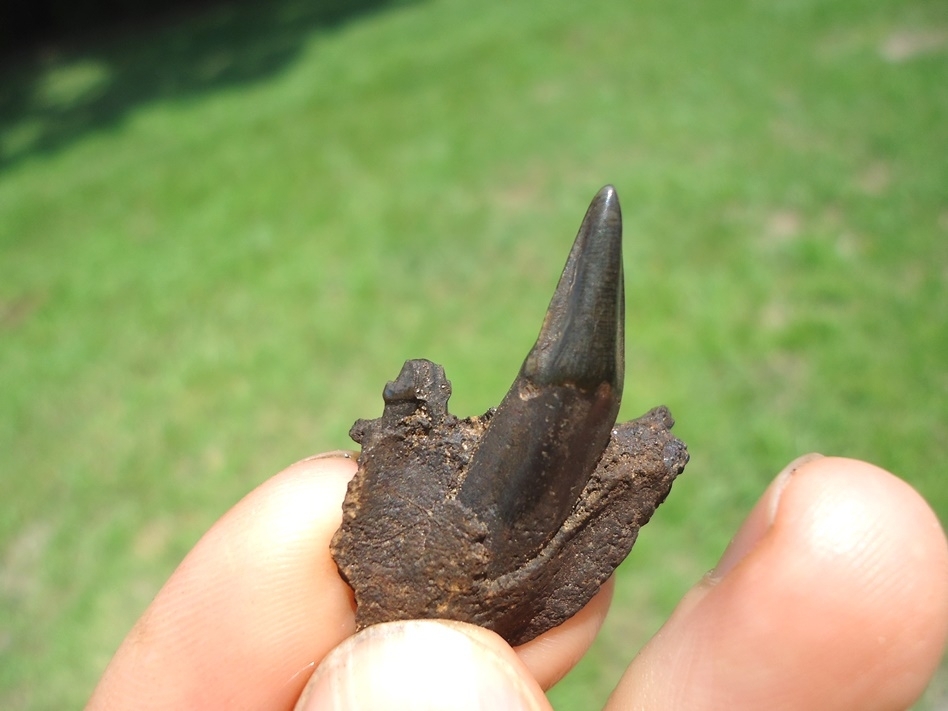 Large image 2 Raccoon Maxilla with Canine and Premolar