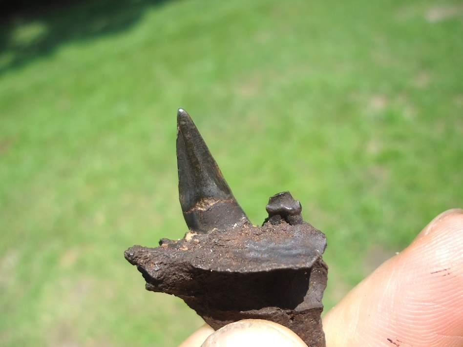 Large image 3 Raccoon Maxilla with Canine and Premolar