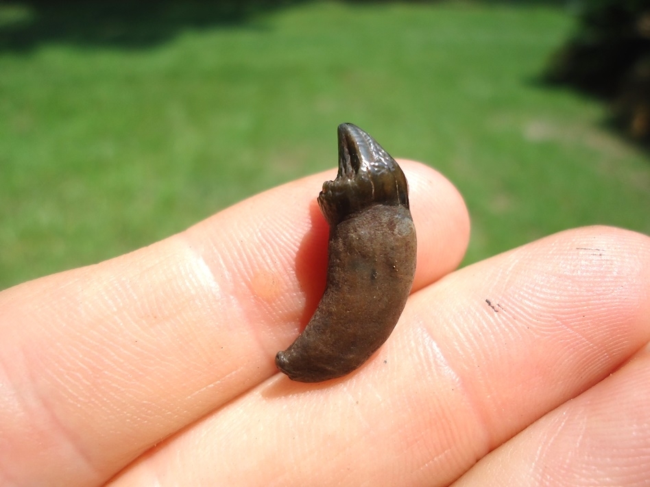 Large image 1 Very Rare Monk Seal Incisor