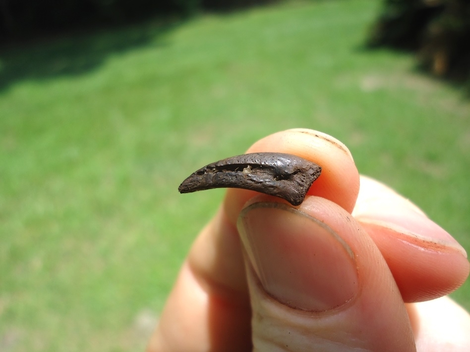 Large image 1 Uncommon Small Alligator Claw Core