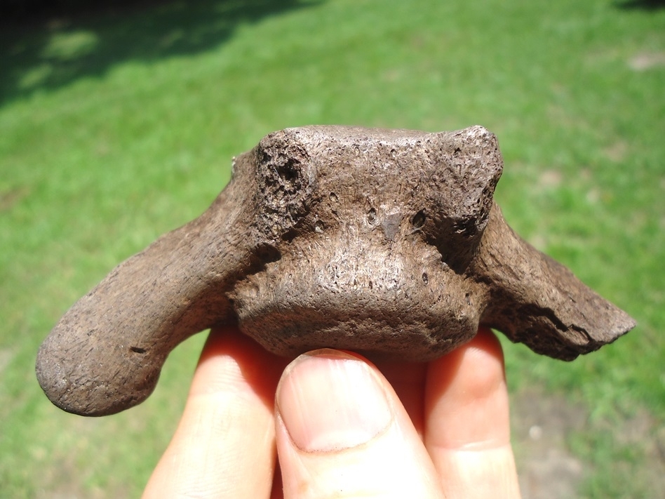 Large image 1 Excellent Sloth Caudal Vertebra