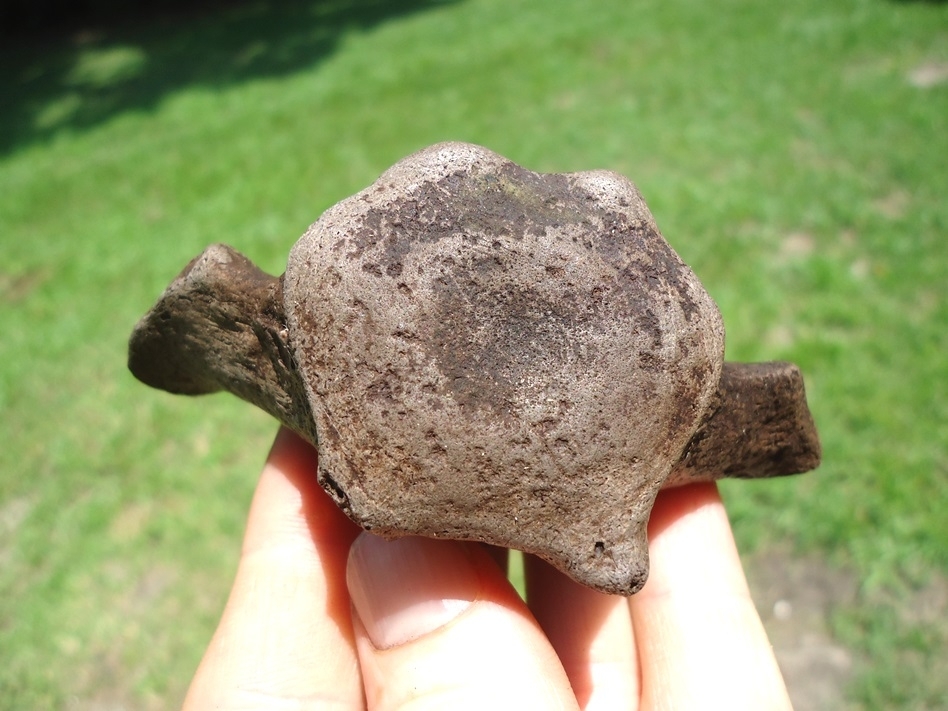 Large image 2 Excellent Sloth Caudal Vertebra