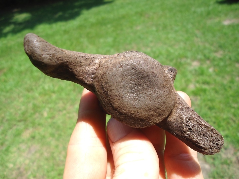 Large image 3 Excellent Sloth Caudal Vertebra