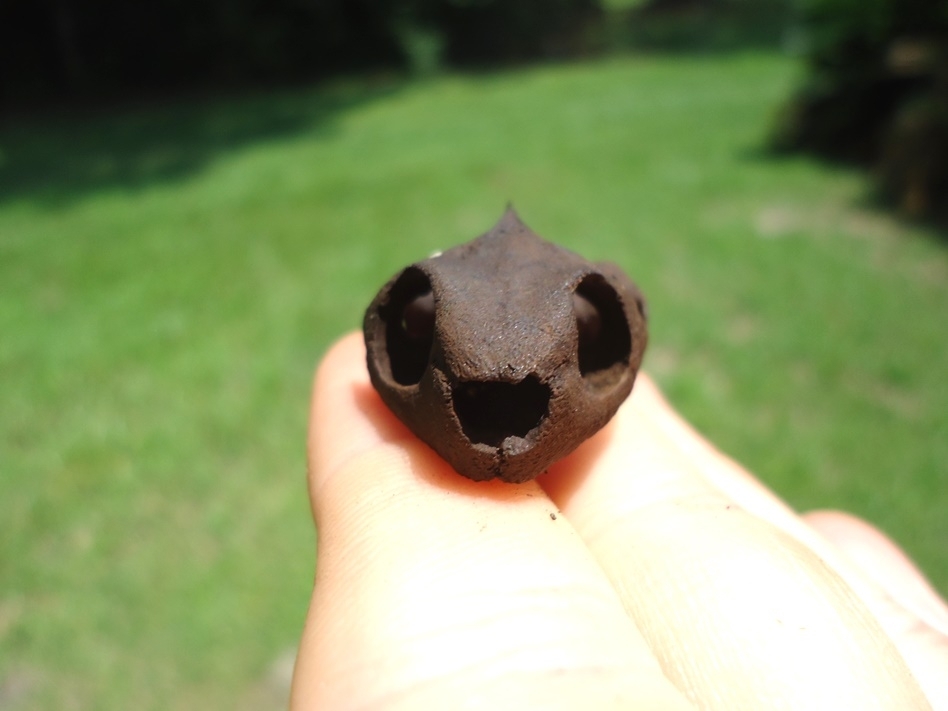 Large image 1 Very Rare Mud Turtle Skull