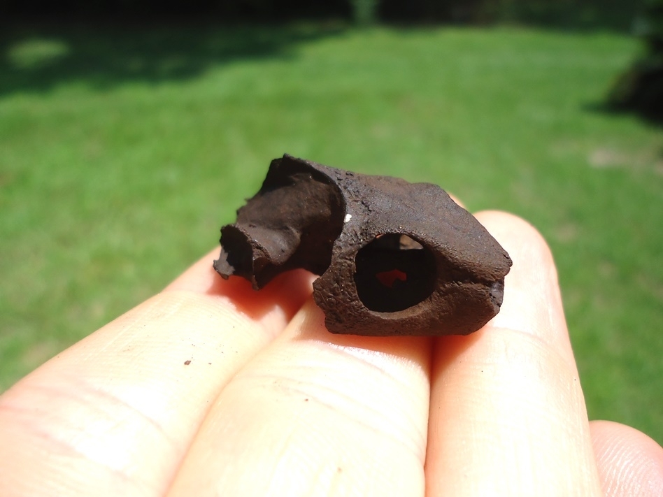 Large image 2 Very Rare Mud Turtle Skull