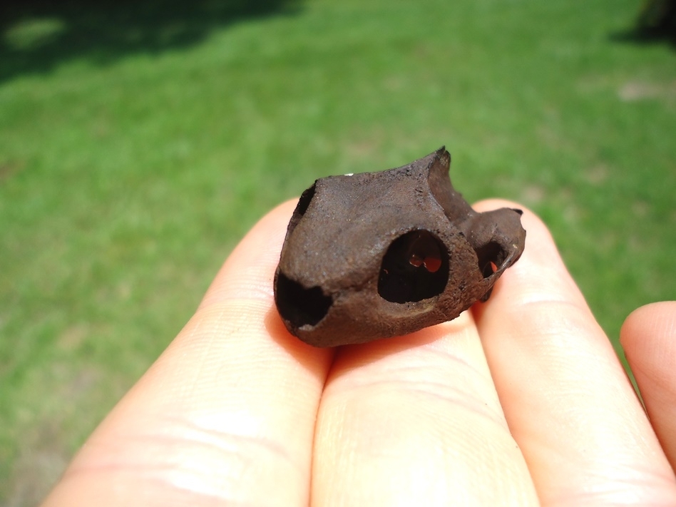 Large image 5 Very Rare Mud Turtle Skull