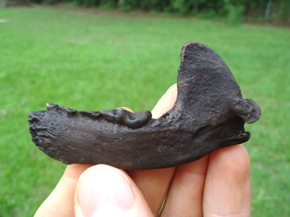 Large image 1 Very Unique Senile Otter Mandible