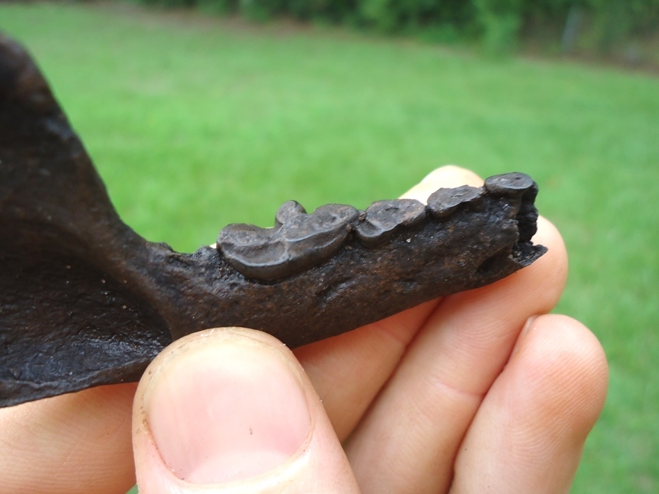 Large image 3 Very Unique Senile Otter Mandible