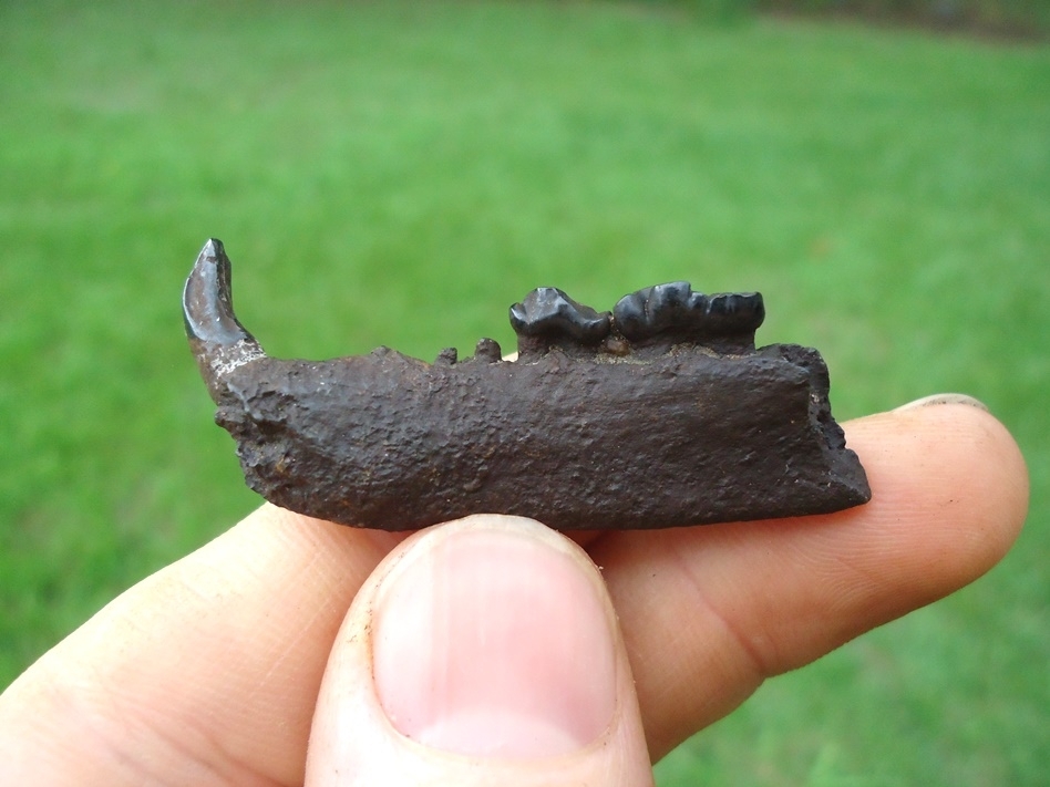 Large image 1 Raccoon Mandible with Three Teeth