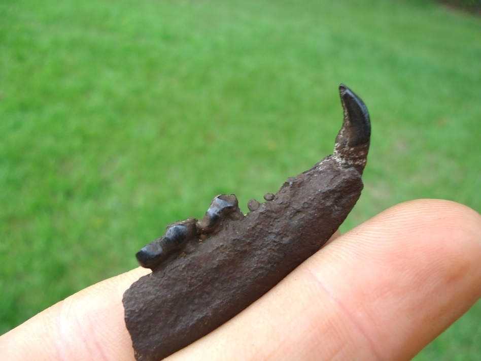 Large image 2 Raccoon Mandible with Three Teeth