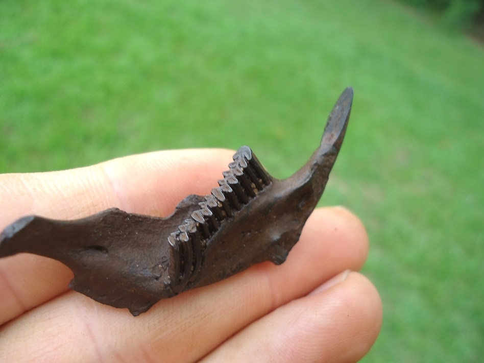 Large image 2 Top Quality Muskrat Mandible