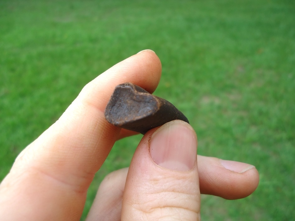 Large image 2 Uncommon Juvenile Sloth Tooth