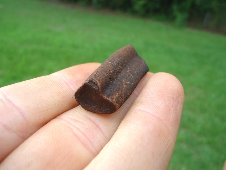 Large image 3 Uncommon Juvenile Sloth Tooth