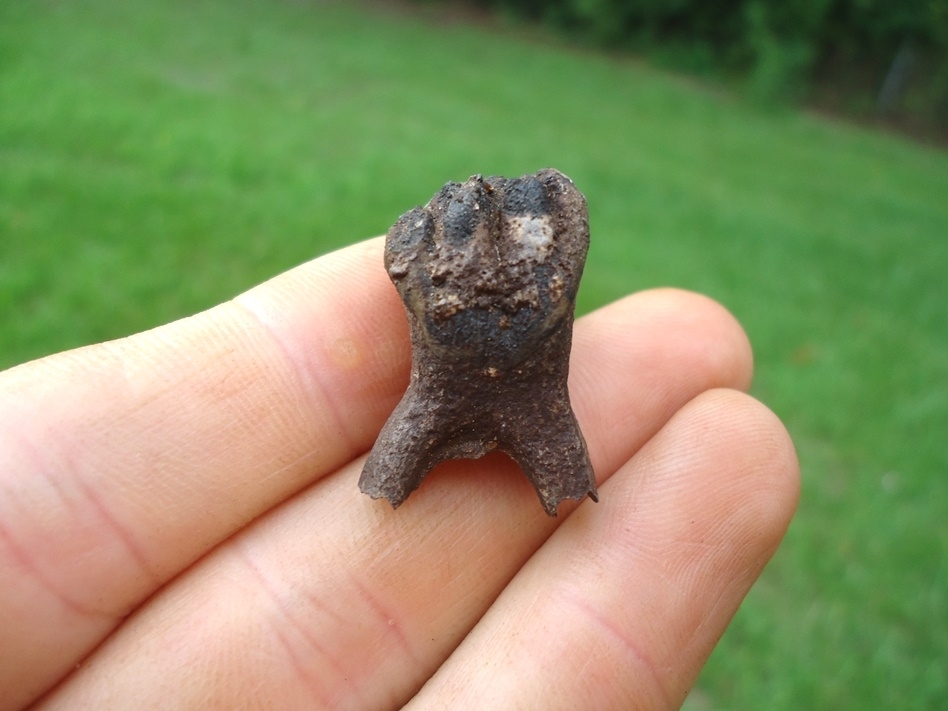 Large image 1 Very Rare Baby Mammoth Milk Tooth