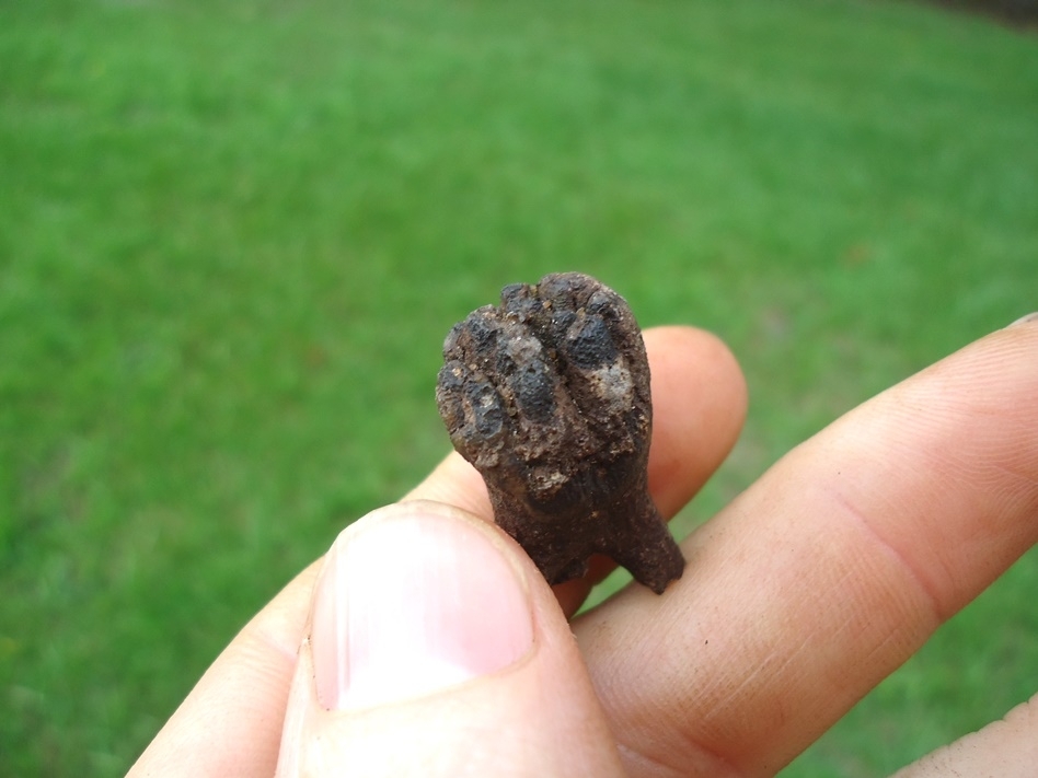 Large image 2 Very Rare Baby Mammoth Milk Tooth