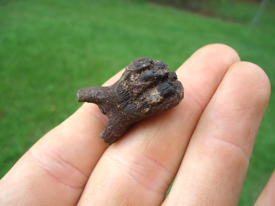 Large image 3 Very Rare Baby Mammoth Milk Tooth