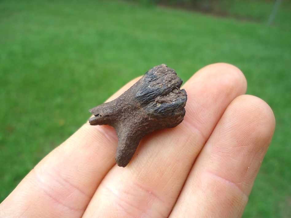 Large image 4 Very Rare Baby Mammoth Milk Tooth