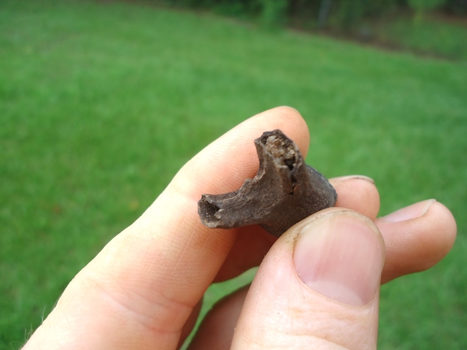 Large image 5 Very Rare Baby Mammoth Milk Tooth