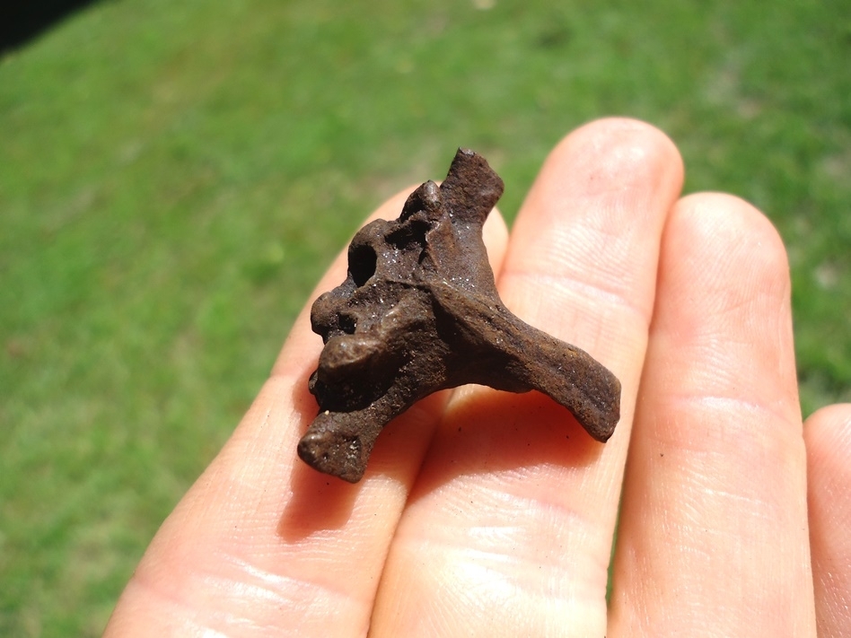 Large image 4 Very Rare Bull Frog Skull