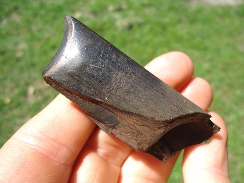 Large image 1 Bargain Megalonyx Sloth Tooth