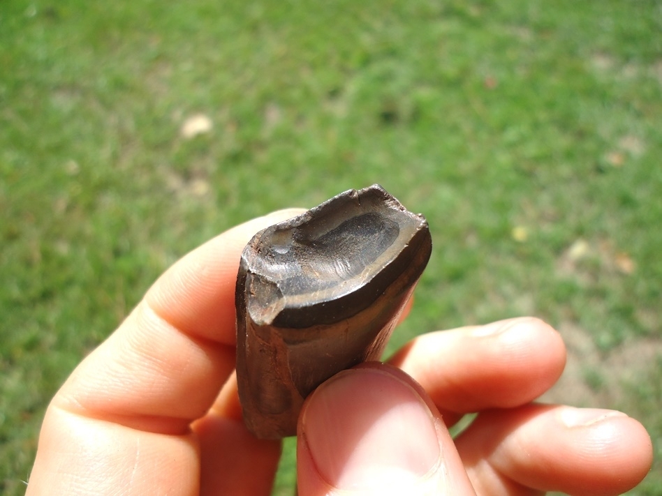 Large image 2 Bargain Megalonyx Sloth Tooth