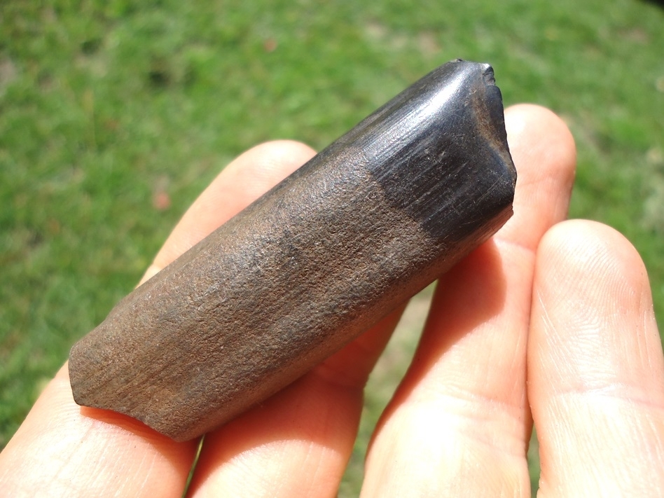 Large image 3 Bargain Megalonyx Sloth Tooth