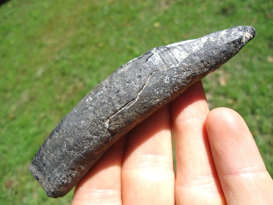 Large image 1 Quality Sperm Whale Tooth