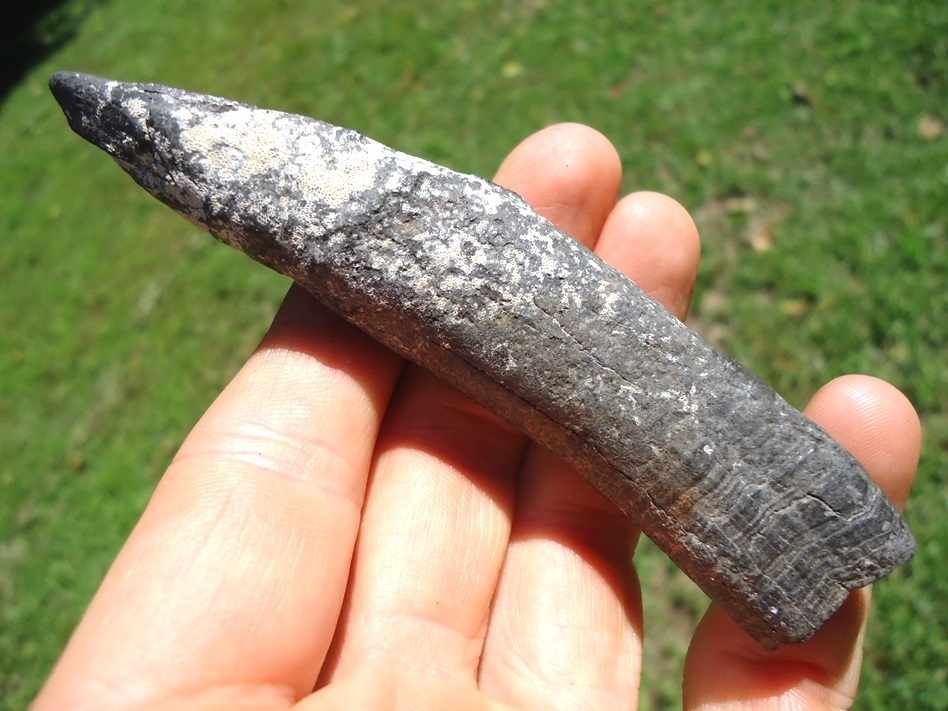 Large image 2 Quality Sperm Whale Tooth