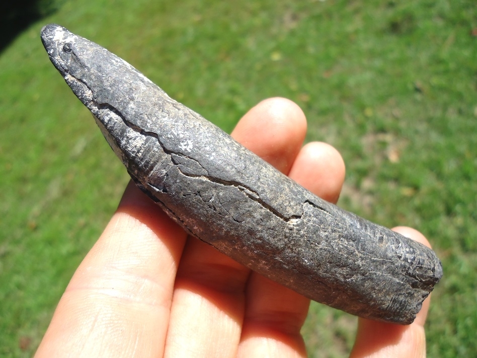 Large image 3 Quality Sperm Whale Tooth