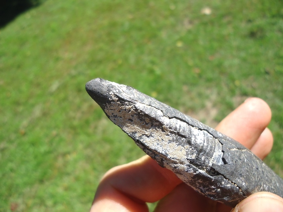 Large image 4 Quality Sperm Whale Tooth