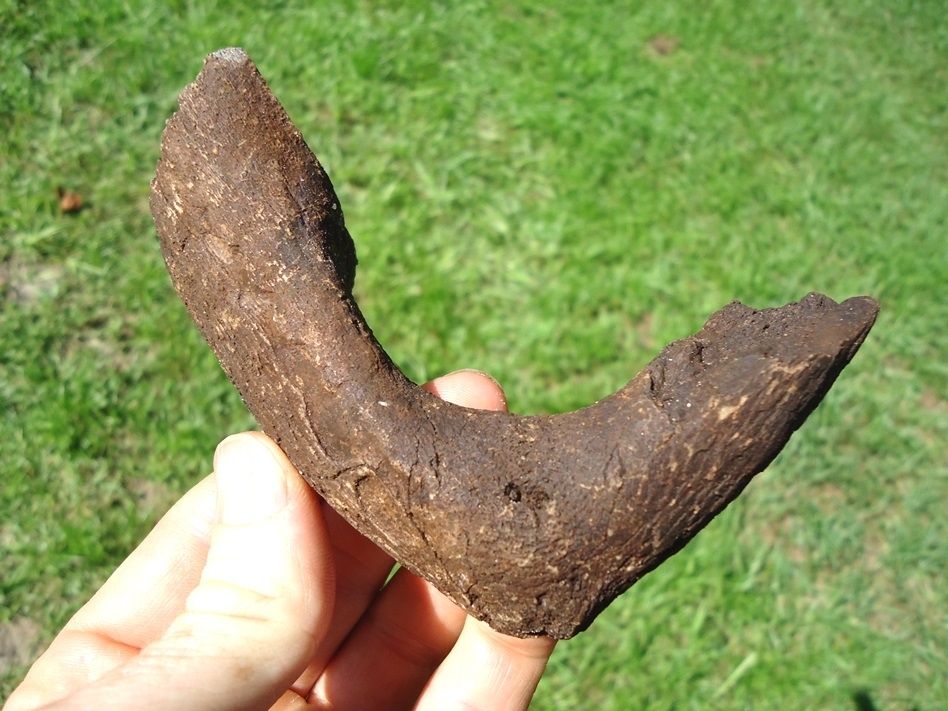 Large image 1 Neonatal Mammoth Jaw