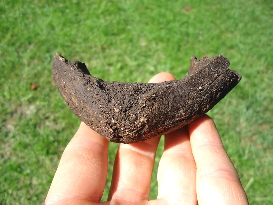 Large image 2 Neonatal Mammoth Jaw