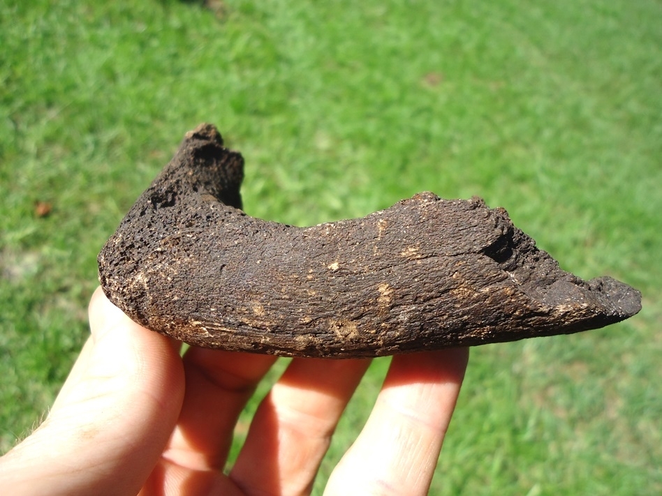 Large image 3 Neonatal Mammoth Jaw