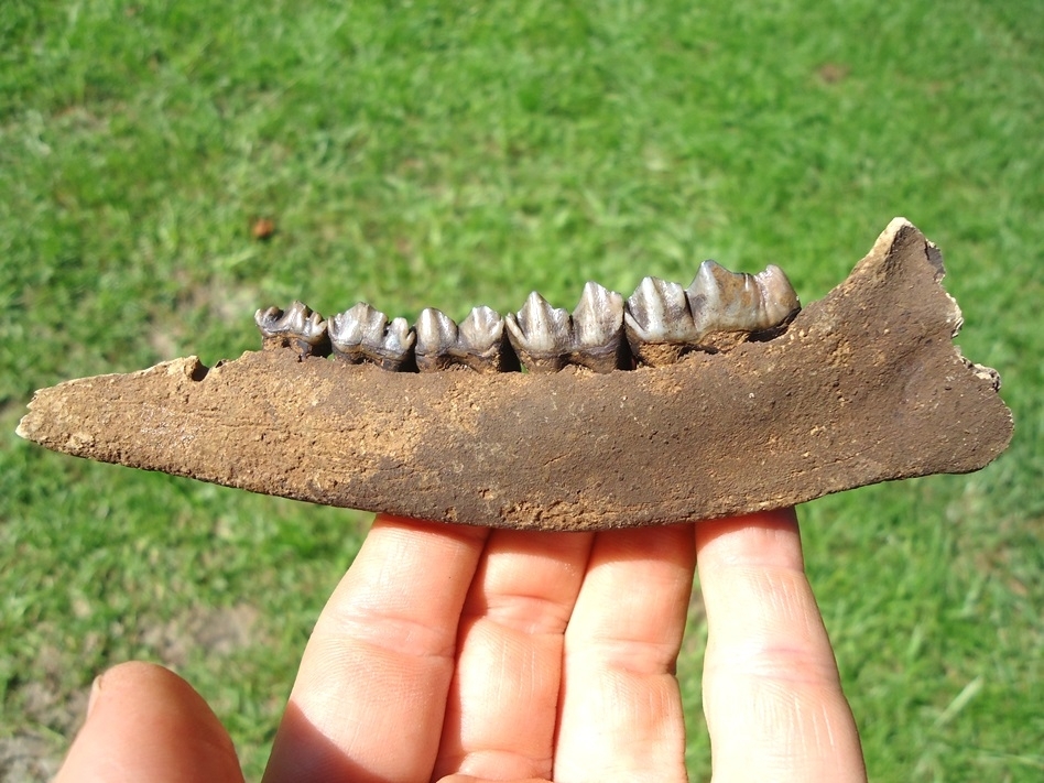 Large image 1 Quality Deer Mandible with Five Teeth