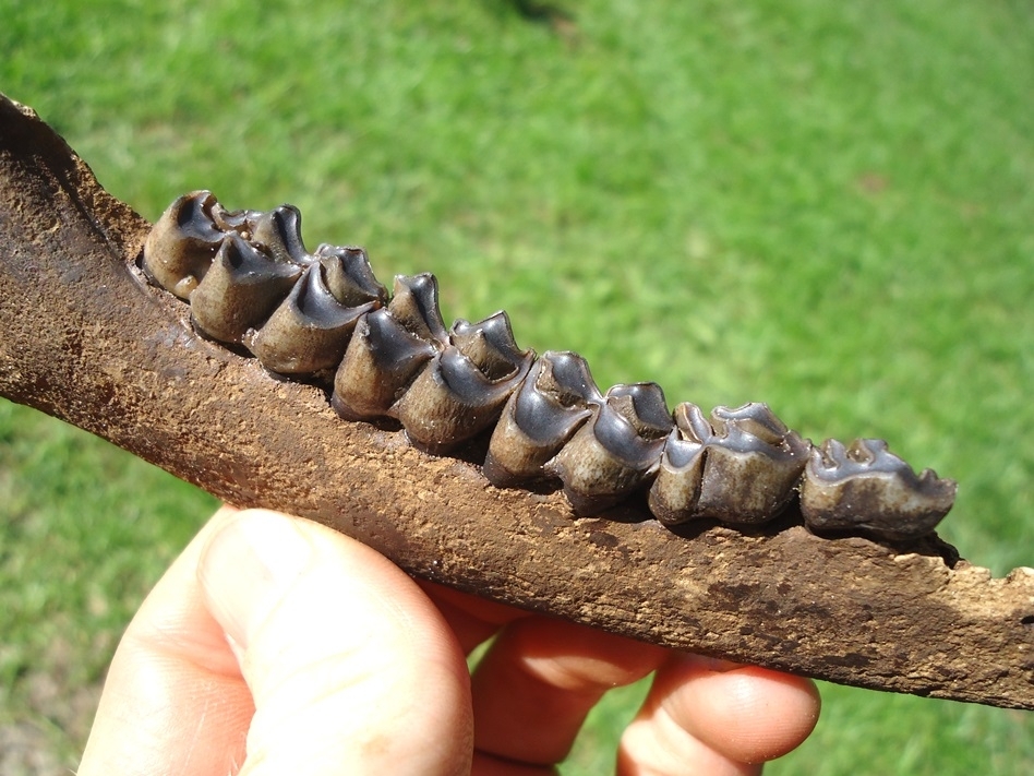 Large image 2 Quality Deer Mandible with Five Teeth