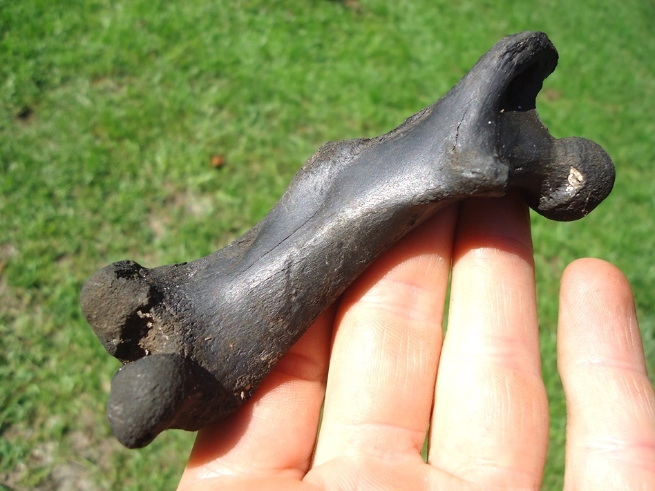 Large image 1 Top Quality Beaver Femur