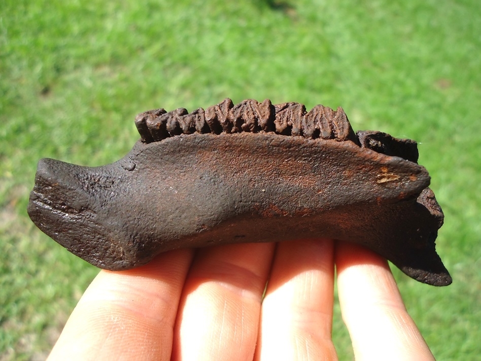 World Class Juvenile Capybara Mandible | Recently Sold | FOSSILS ...