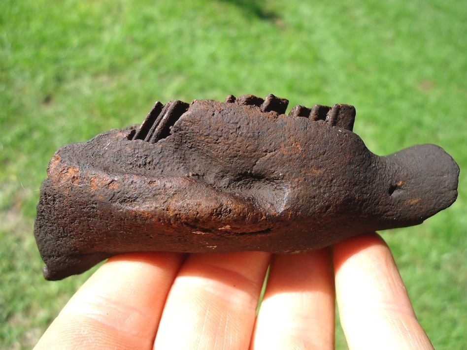 Large image 1 World Class Juvenile Capybara Mandible